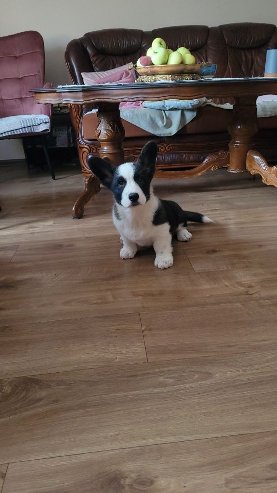 Welsh Corgi Cardigan FCI