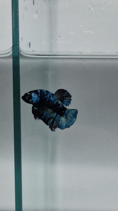 Півники власного розведення