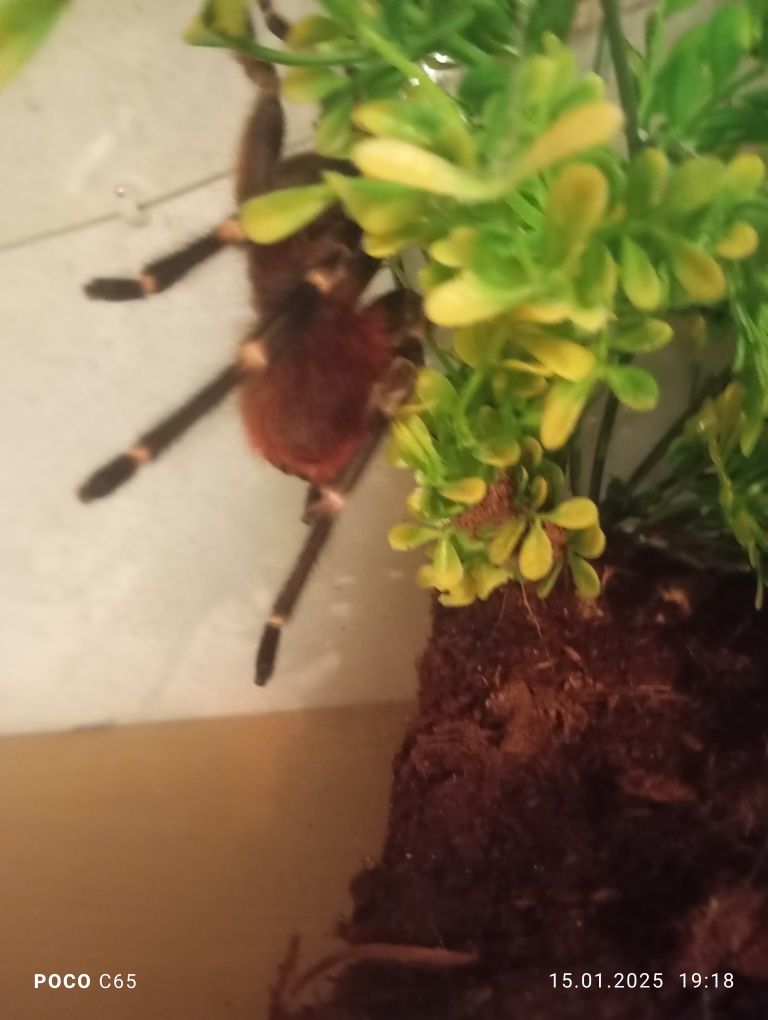Samiec nhandu chromatus