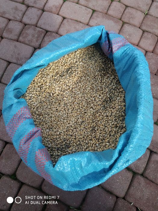 Sprzedam owies ,pszenice, jęczmień