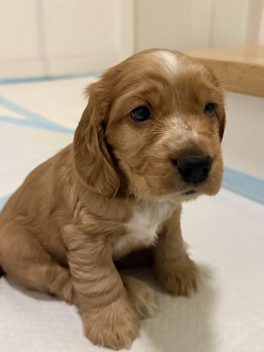 Cocker Spaniel angielski