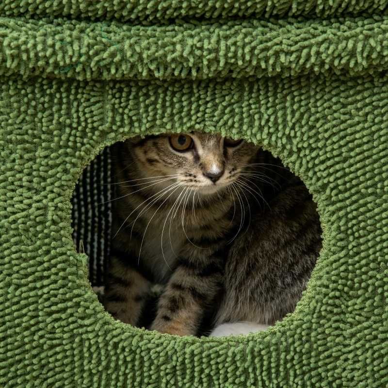Árvore Arranhador Cama para Gatos
