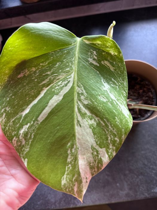 Monstera deliciosa variegata