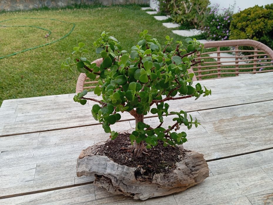 Bonsai planta...