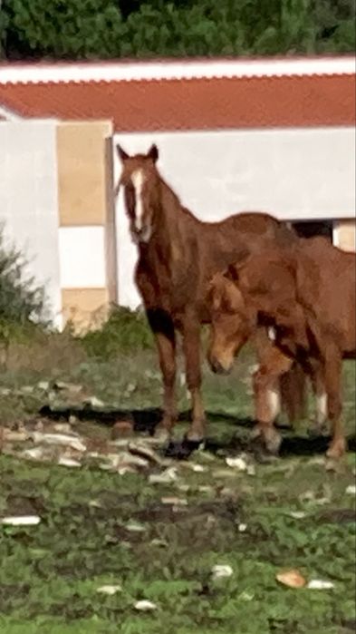 cavalo cor de canela de cabeça aberta e pes brancos