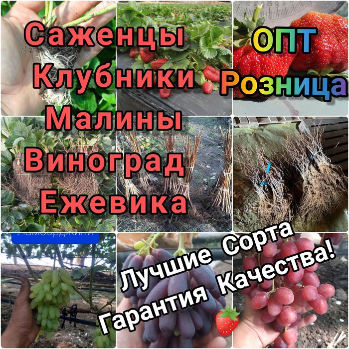 Рассада клубники. Популярные сорта. Доставка по всей Украине!