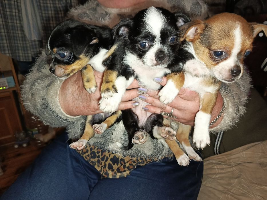 Продаются щенки Чихуахуа мини