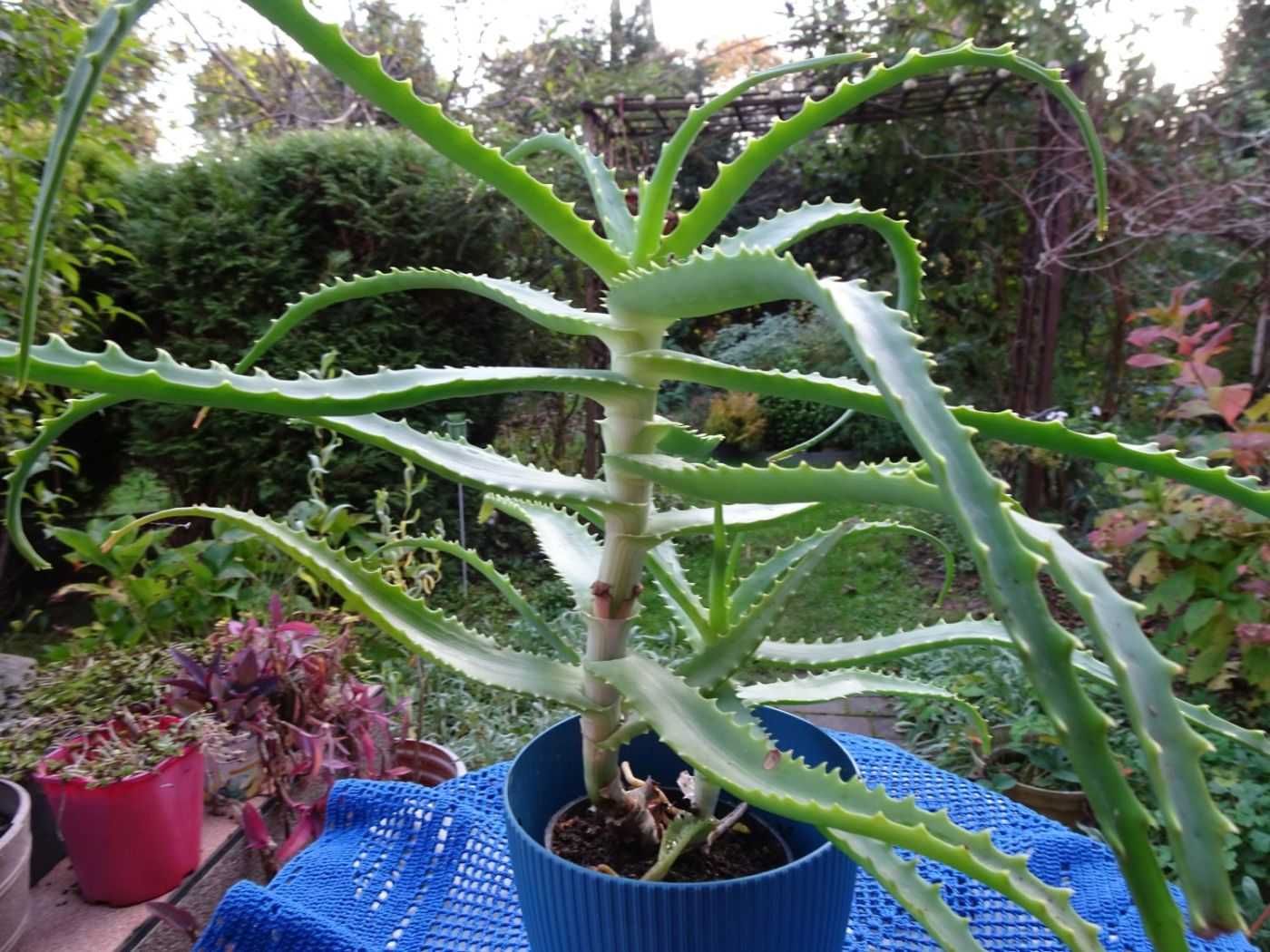 Aloes leczniczy kaktus sukulent domowy