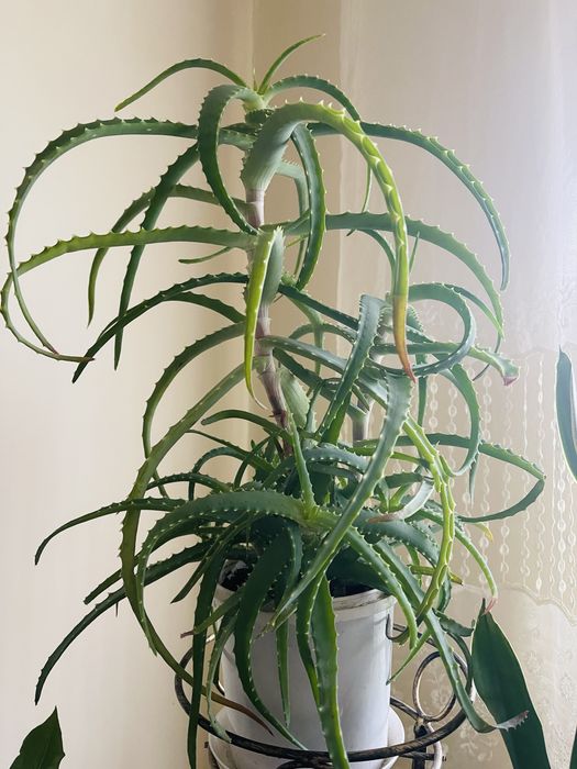 Алоє 4 роки для ліків