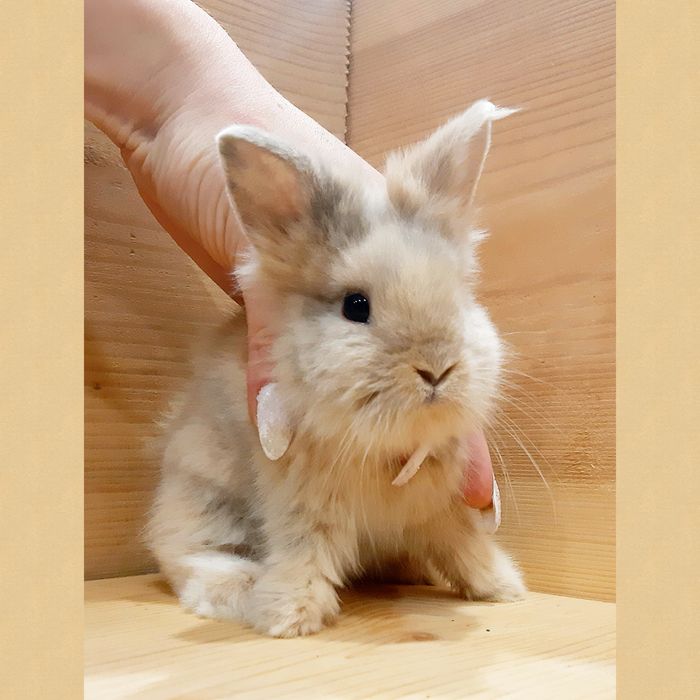 Карликовые миниатюрные декоративные вислоухие и торчеухие кролики