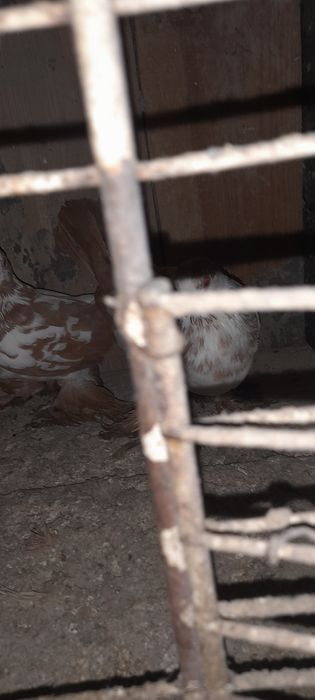 Żałobniki gołebie