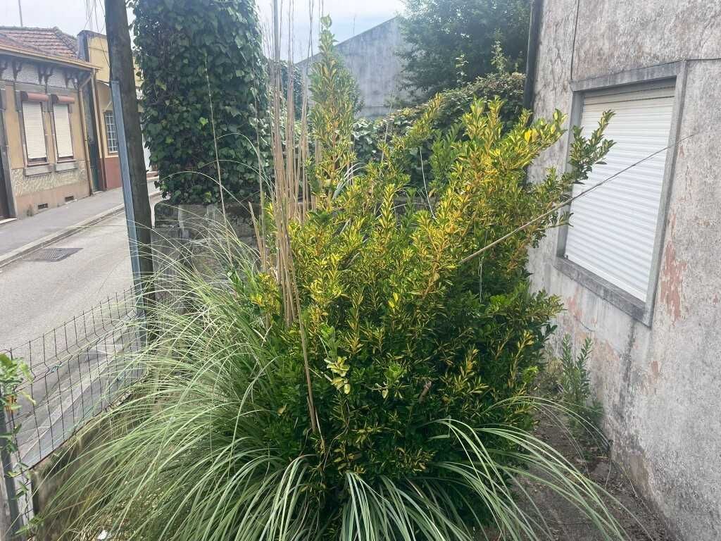 Casa para recuperar São Mamede