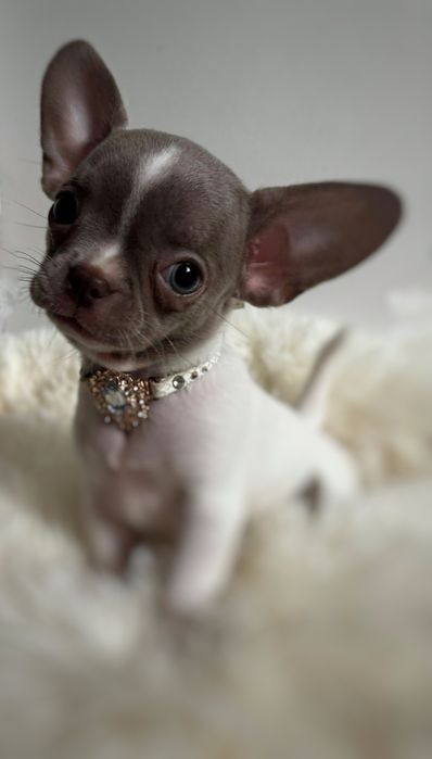 Chihuahua bialo liliowa krotkowlosa cudo ** Malaga **