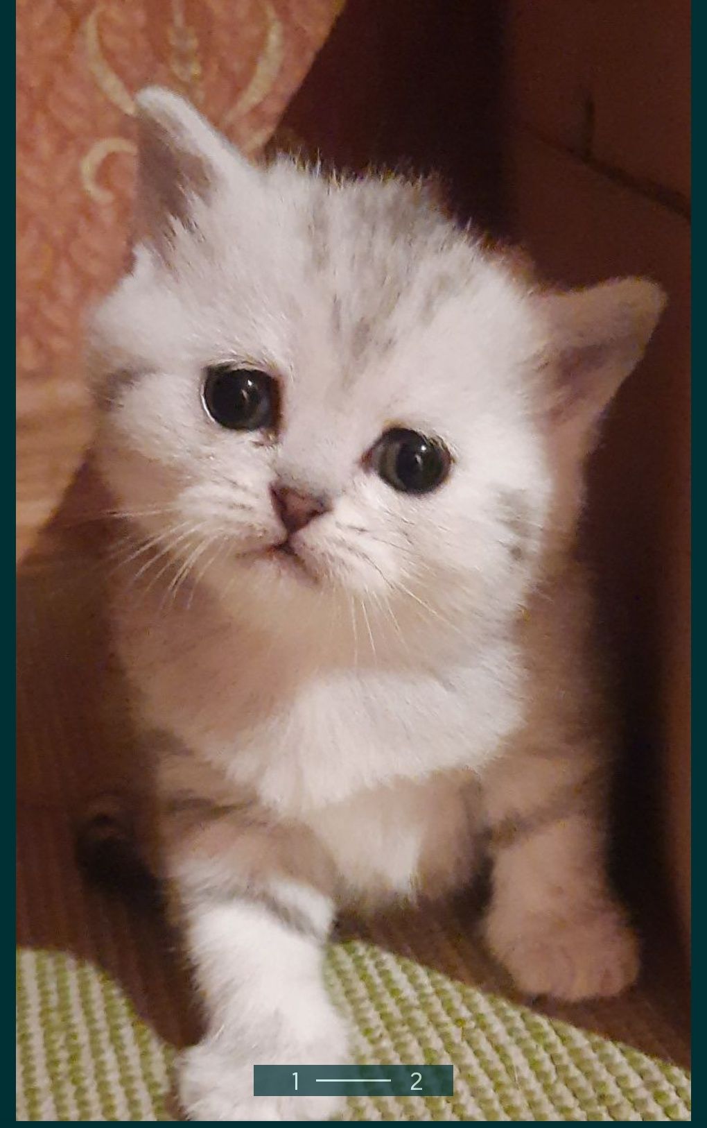 Опытный кот серебристой британской шиншиллы  приглашает