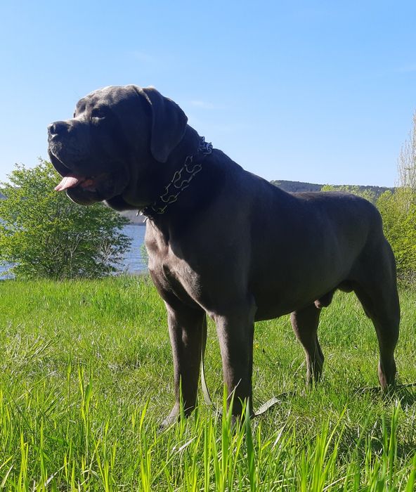 Сірий красунчик кане корсо,,Рекс,,