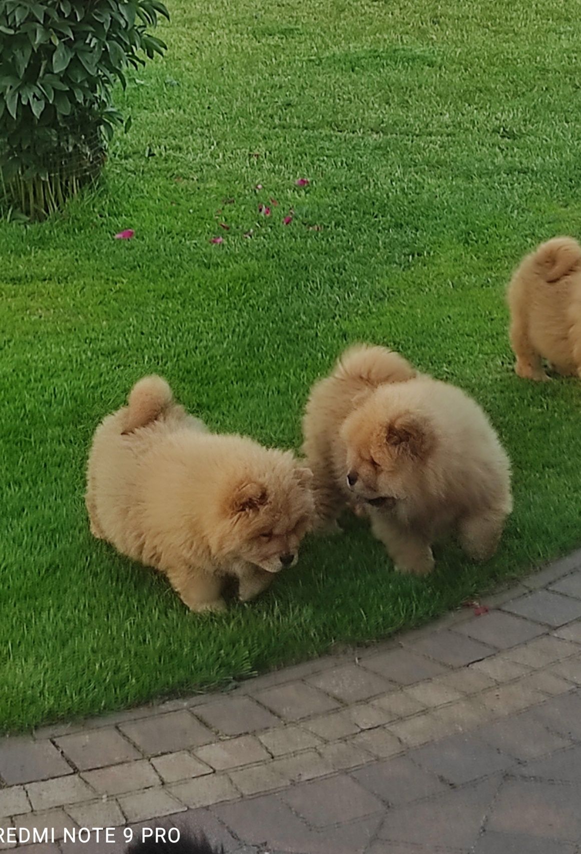 Chow chow ruda suczka