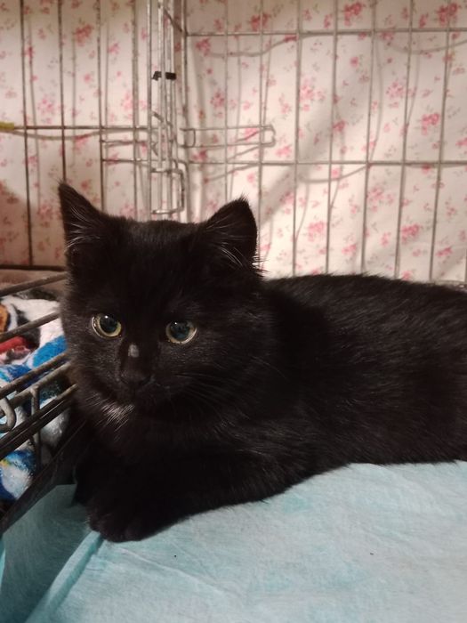 Michalinka szuka domku