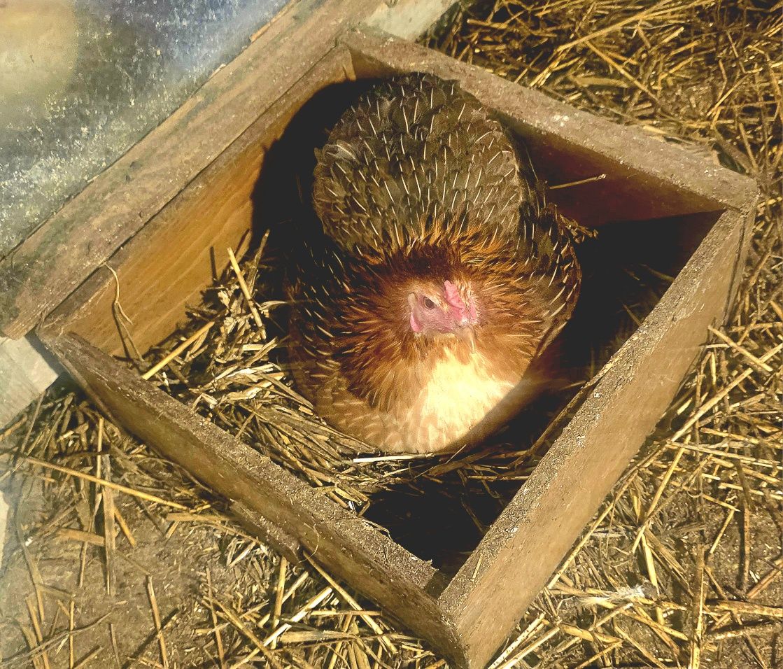 Pisklaki araucany pisklaki Rosy kury Rosy kury araukany ekologiczne na