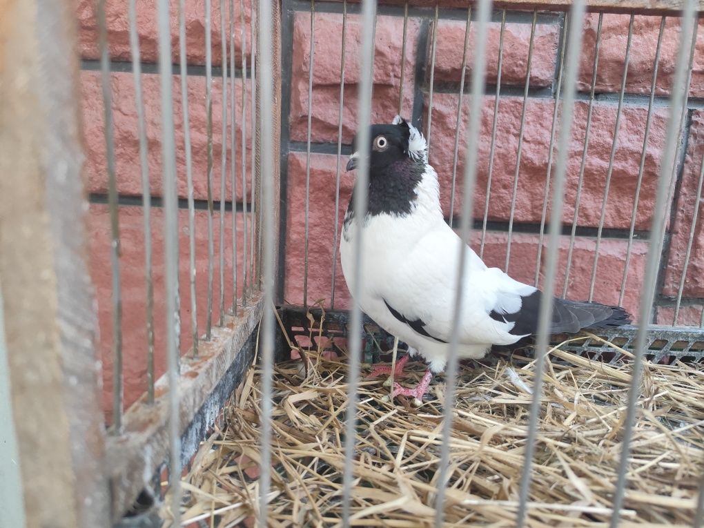 Продам голуба самчика