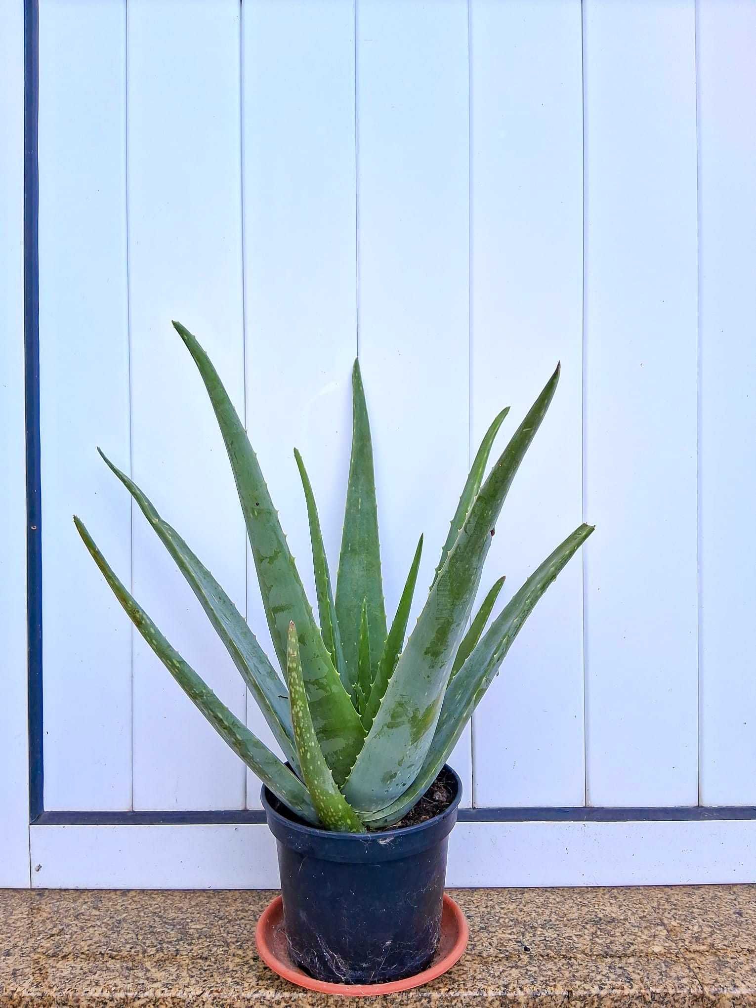 Aloe Veras medicinais