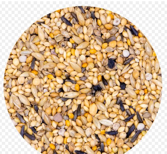 Astryldy afrykańskie i szare śpiewaki 1kg V231