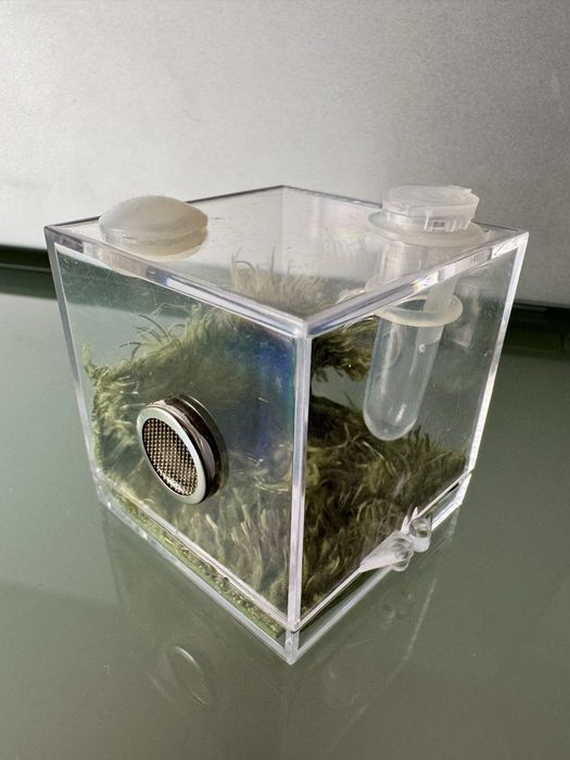 Kit Terrário para aranhas, répteis, insectos etc.