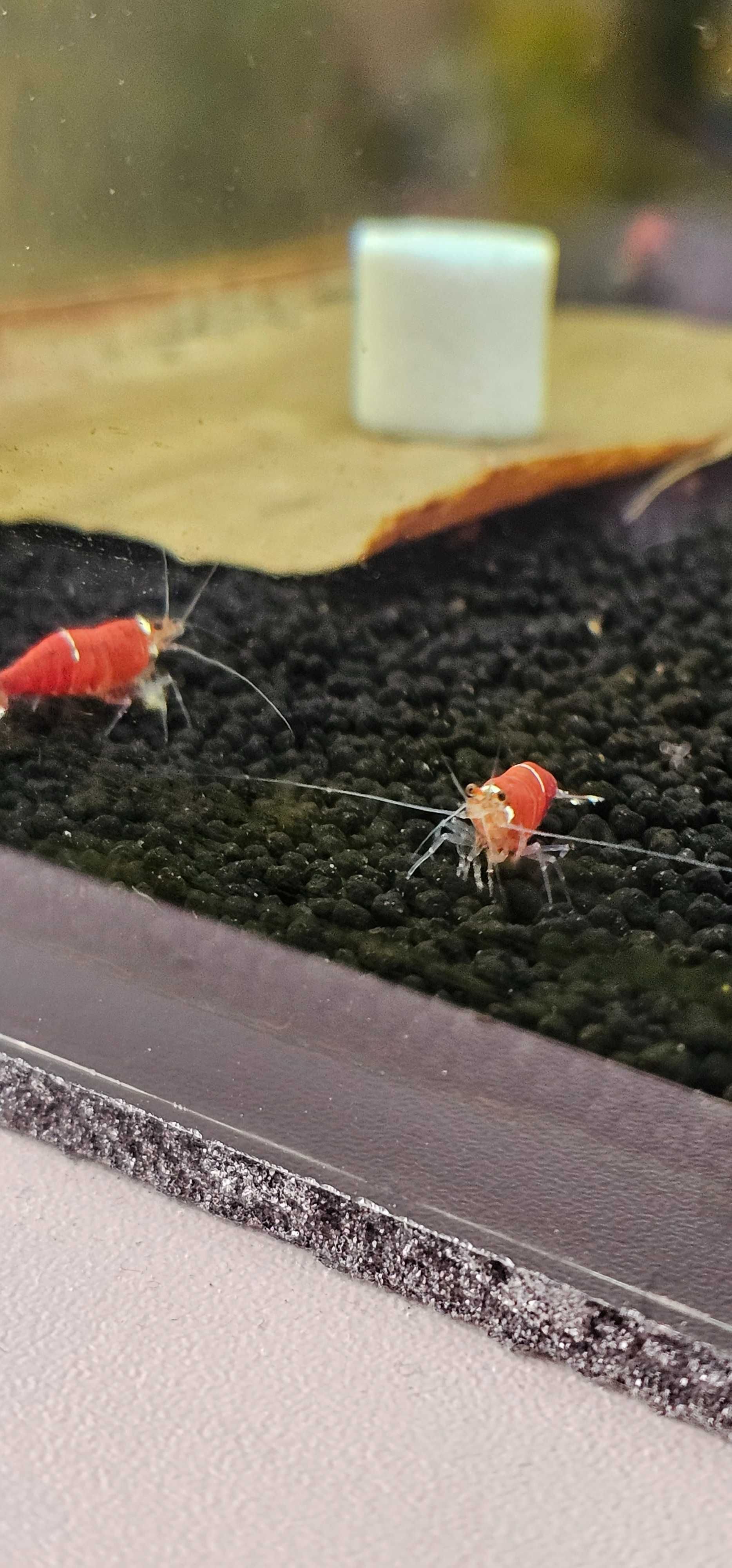 Krewetki Super Crystal Red 10szt. (Caridina)