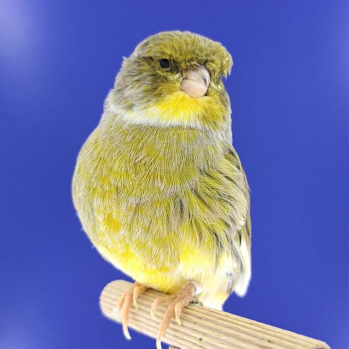 Kanarek, samczyki 03,01 - sprzedam, Wrocław