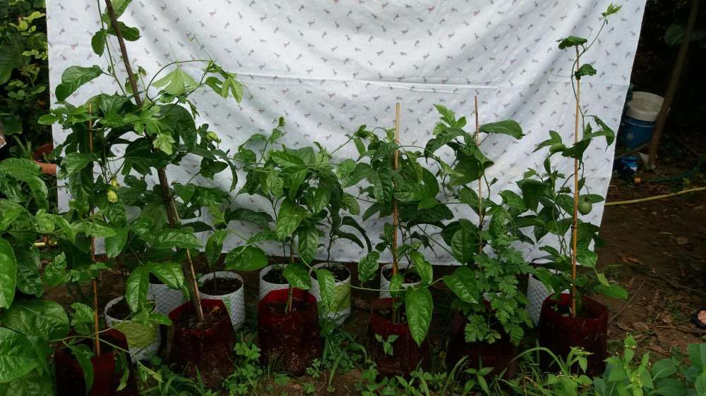 Árvores de Maracujá e Fruto