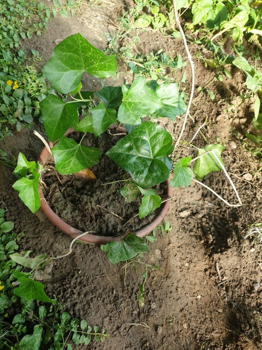 Bluszcz 4 bardzo dobrze ukorzenione sadzonki w doniczce sz