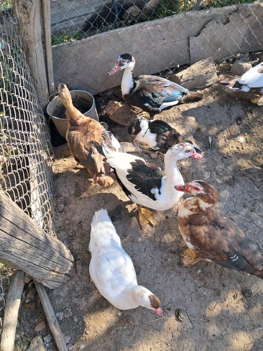 Продам молодняк індокачок ціна за сім'ю