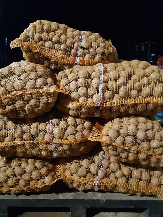 Ziemniaki Vineta i Gala drobne jak sadzeniaki