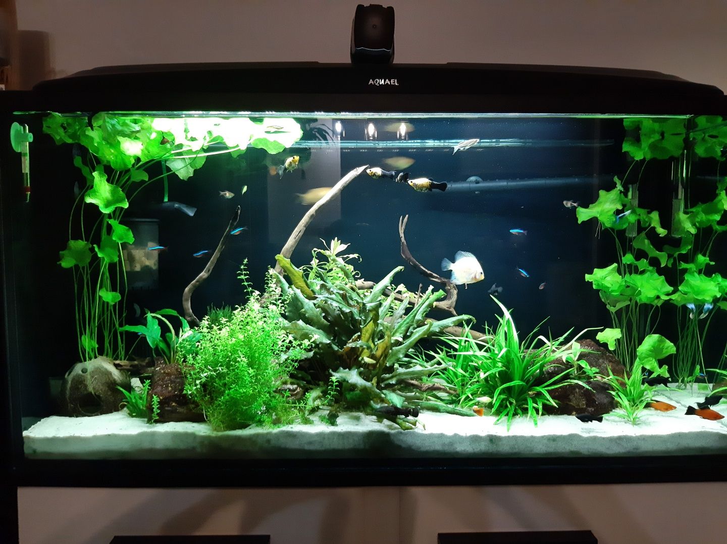 Akwarium 200L z szafką