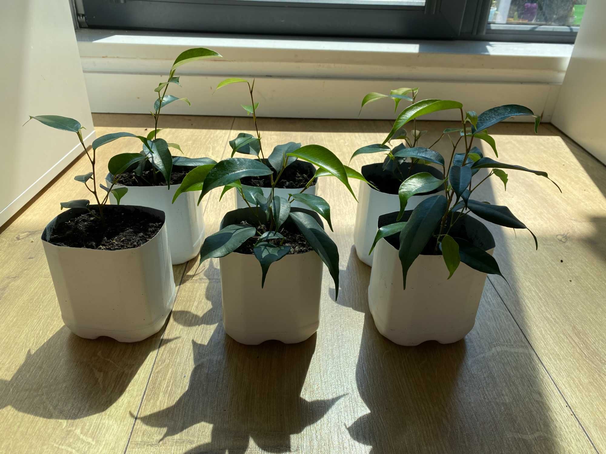 Fikus (Ficus) Benjamina — Daniel. Zestaw - 6 szt