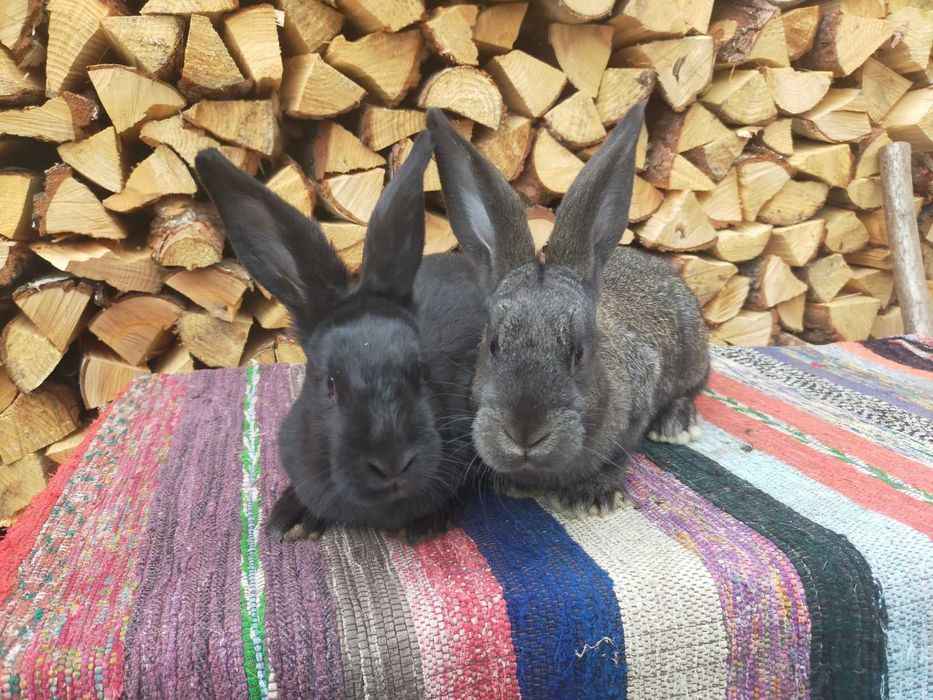 Молодняк строкача та шиншили . Кролі. Строкач . Шиншила .