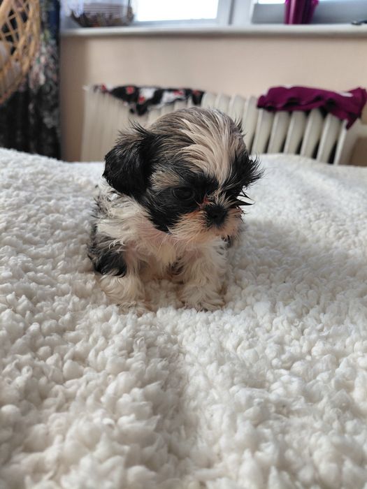 Shih tzu śliczna mini dziewczynka
