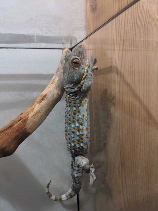 Gekon + terrarium + emiter ciepła + termometr + spryskiwacz + pinceta