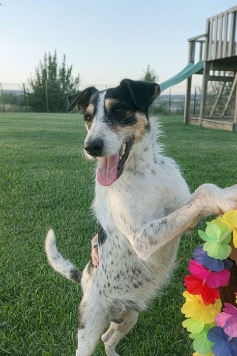Cãozinho jovem para adoção responsável