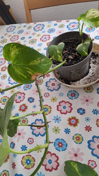 Plantas de Photos
