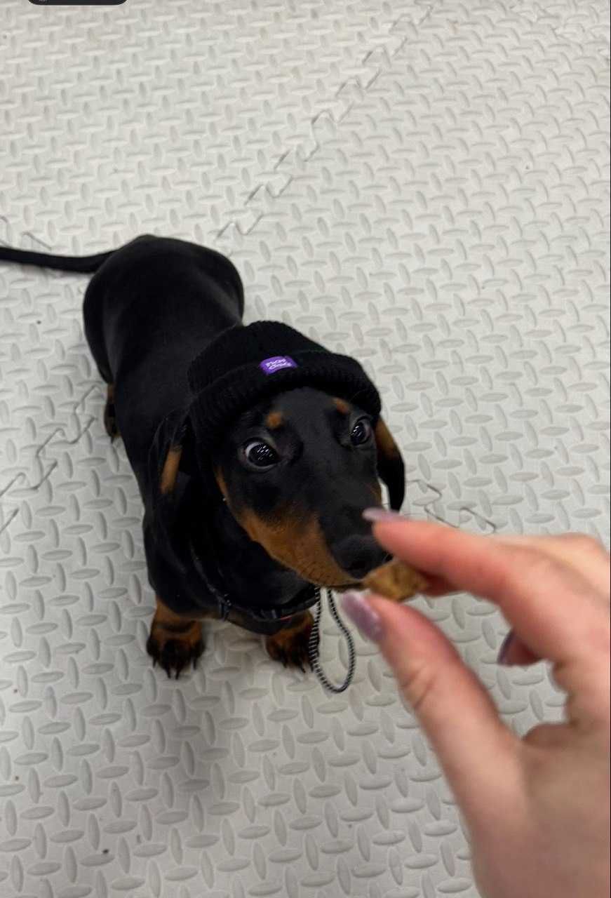 Шапка для собак HatDog