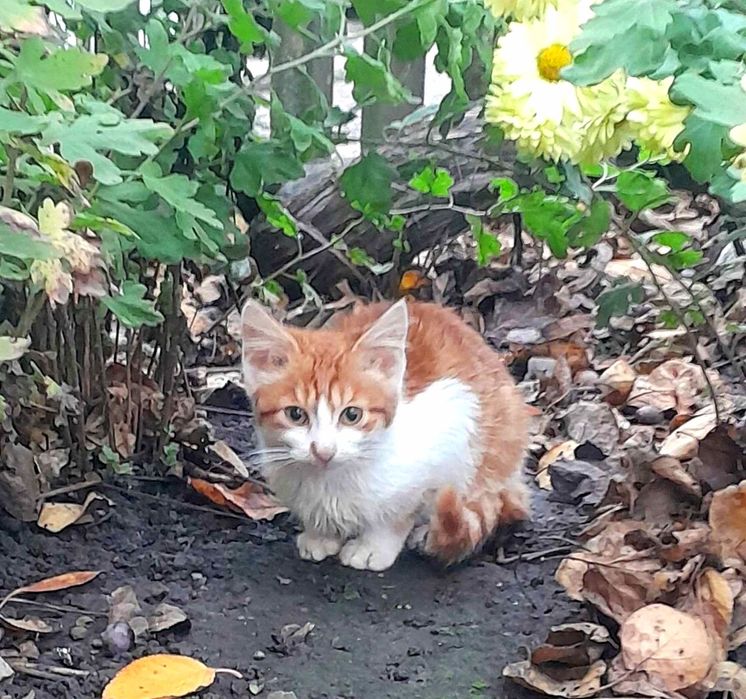 Маленька дівчинка в добрі руки