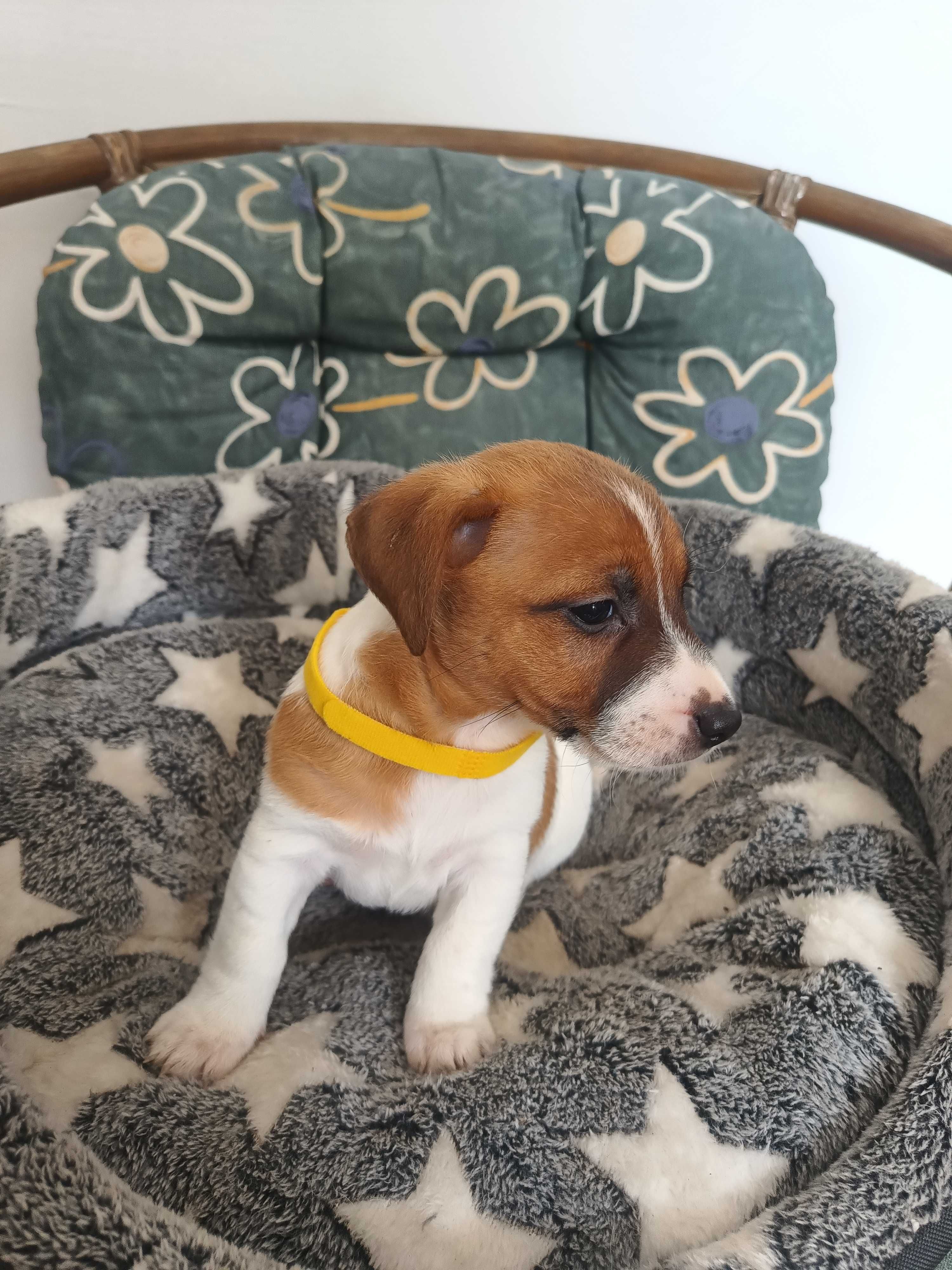 Jack Russell Terrier-Piesek Elton ( gotowy do Odbioru)