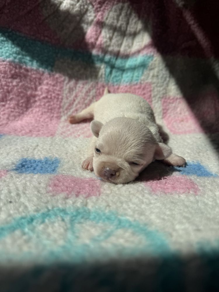 Piesek chihuahua