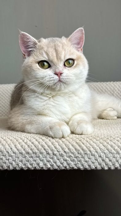 Розкішна британка для вас