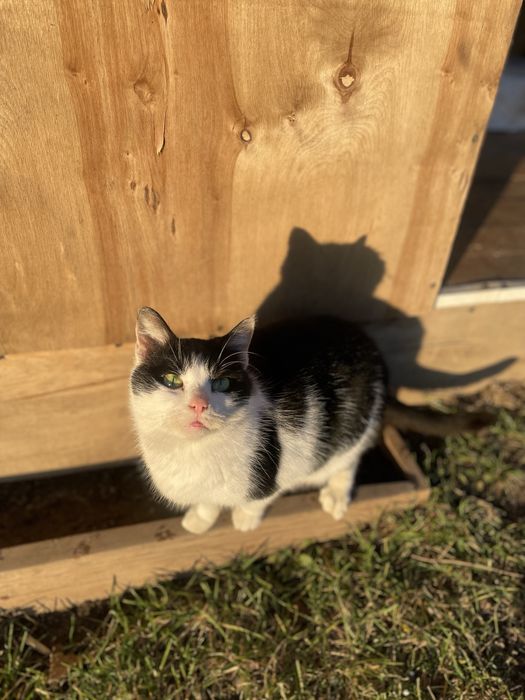 Киця стерилізована в добрі руки