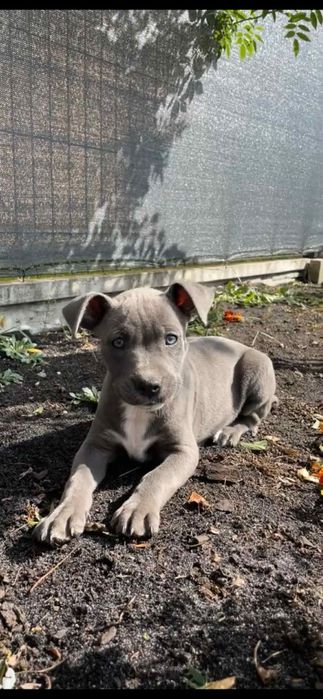 Śliczna sunia Pitbull terrier