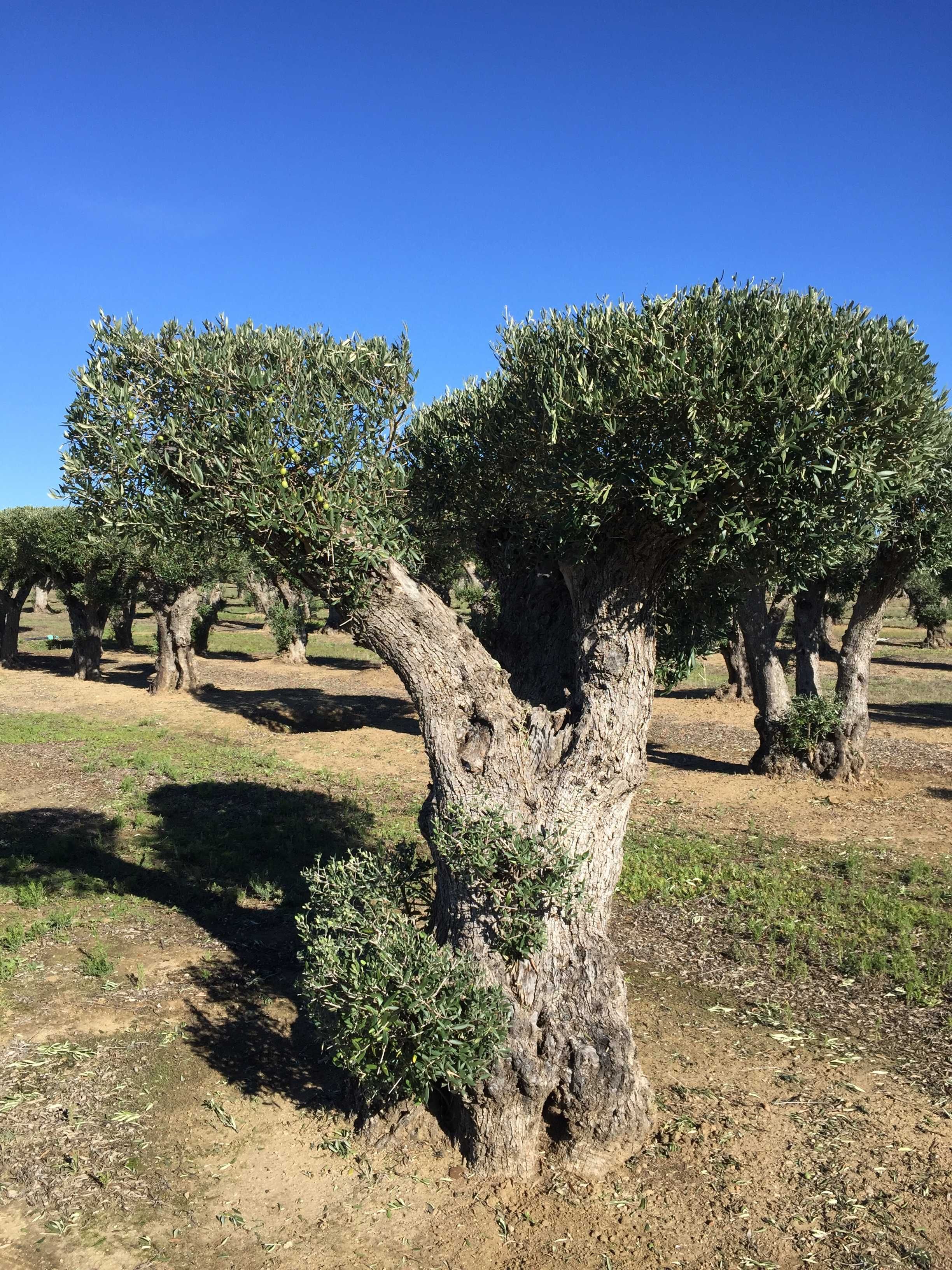 Oliveiras Bonsai - Alentejo