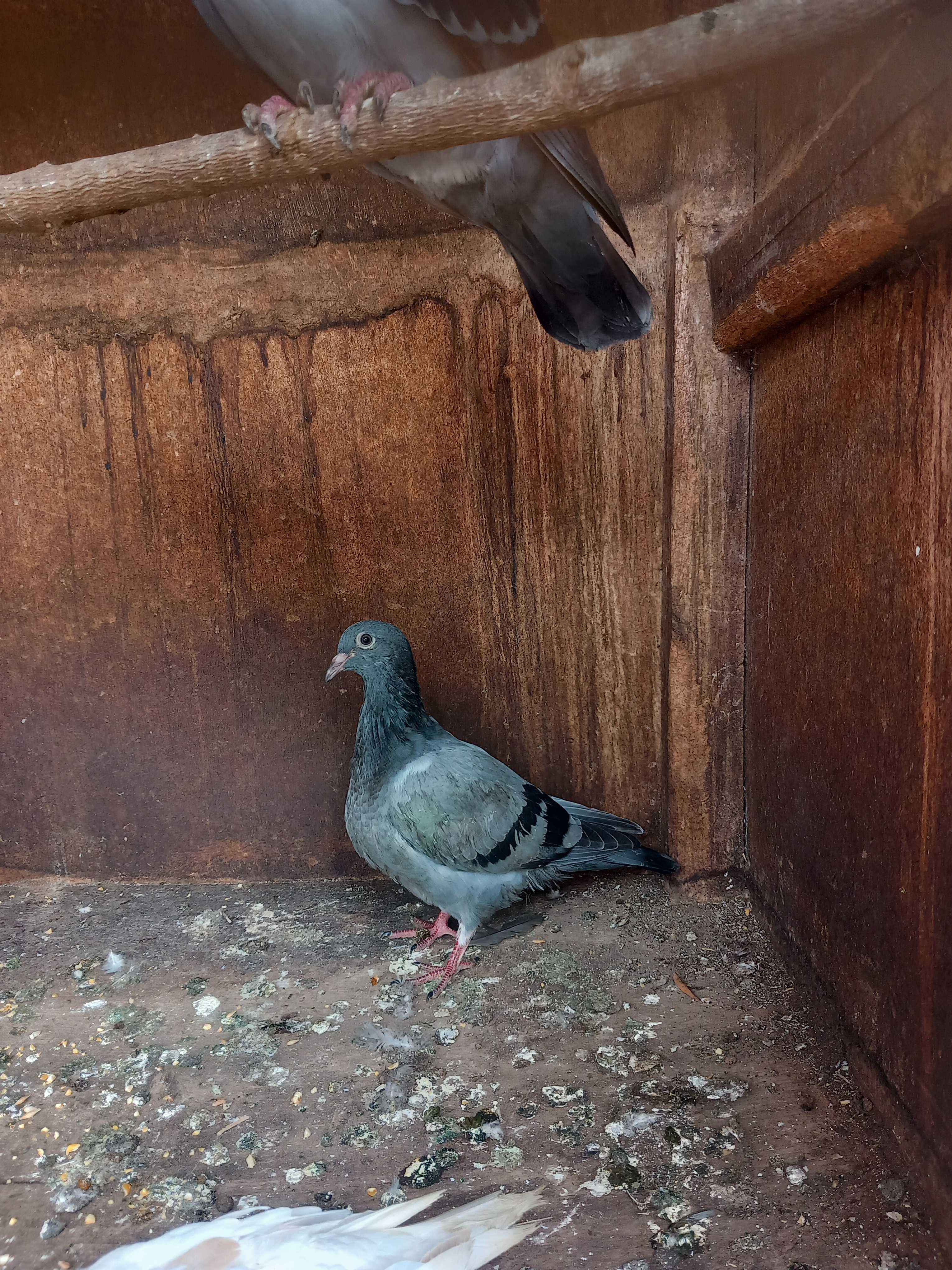 Vendo pombos vulgares
