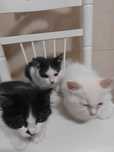 Gatinhos Fofos para adopção responsável
