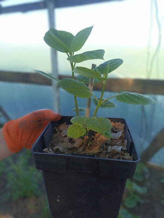 Декоративні трави